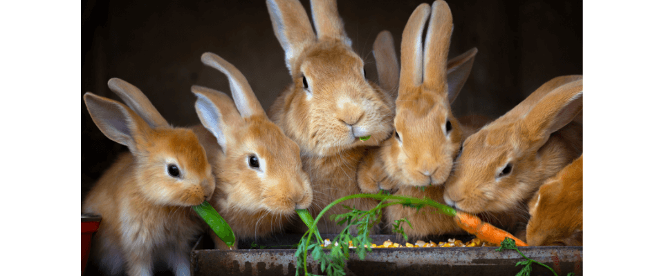 proč chovat králíky 