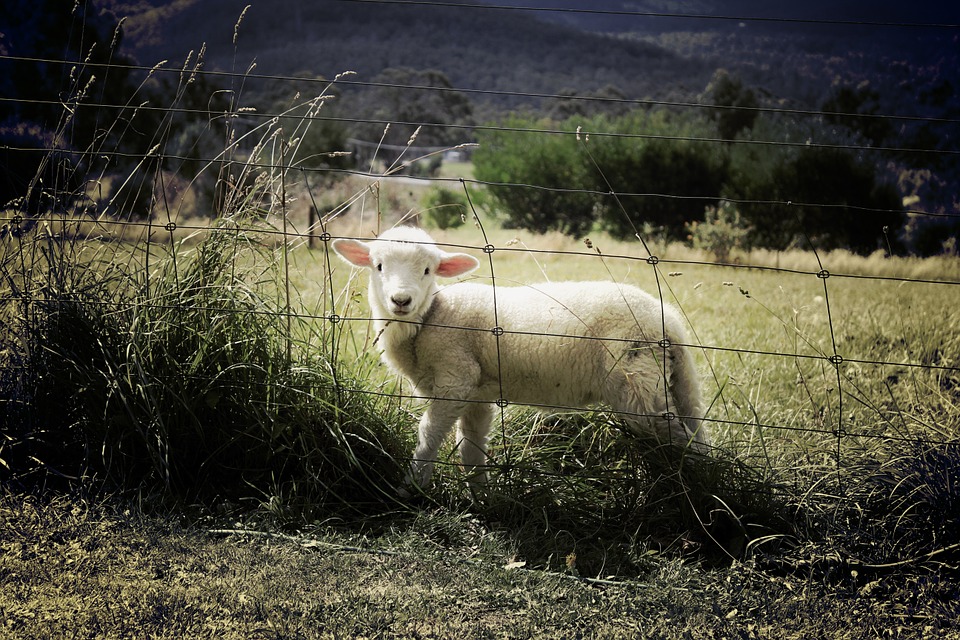 chovateľské pletivo na ovce