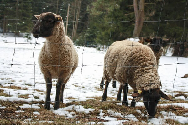 Oplotenie ohrady pre ovce